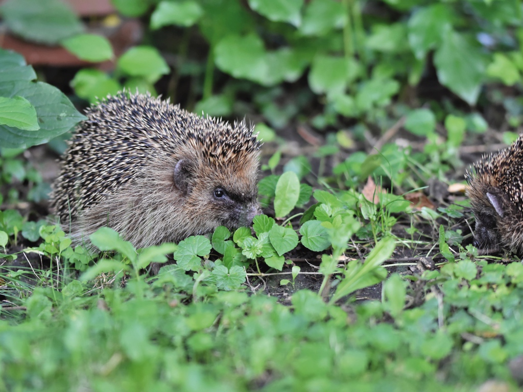 Two spiny hedgehogs on green grass