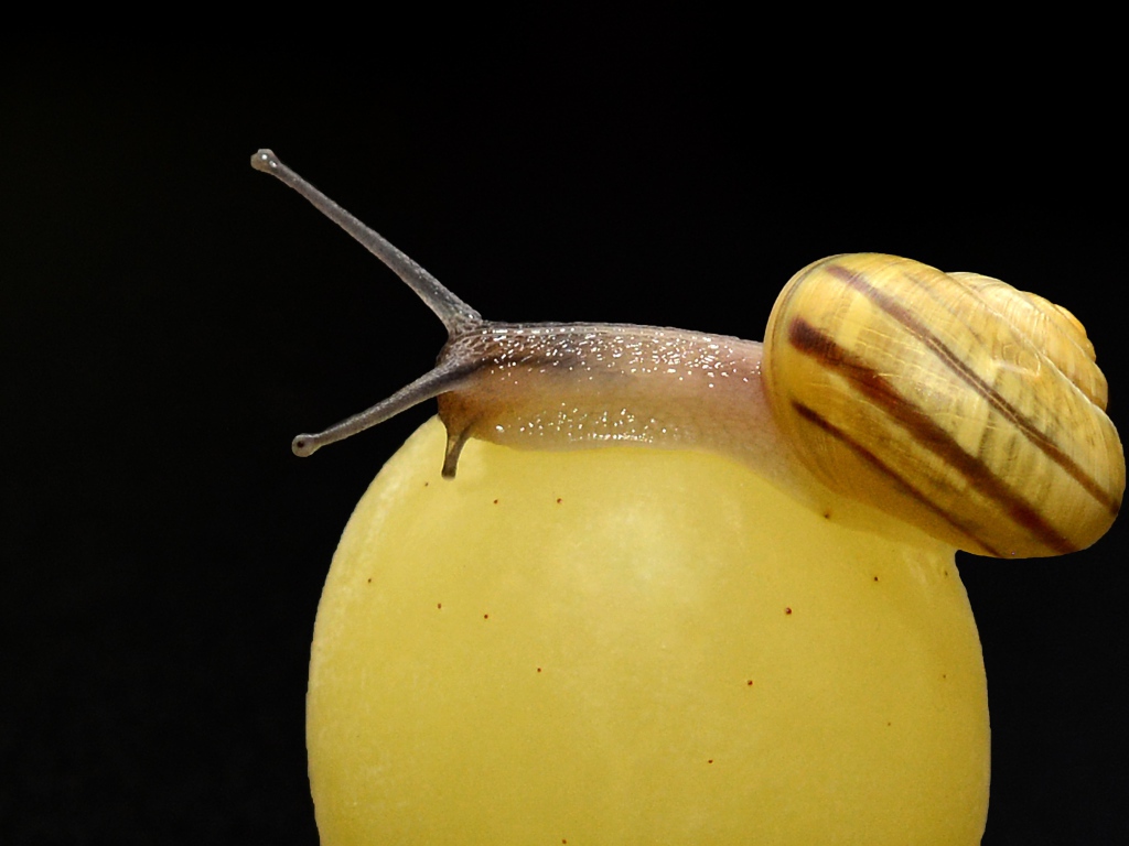 Большая улитка сидит на ягоде винограда на черном фоне 