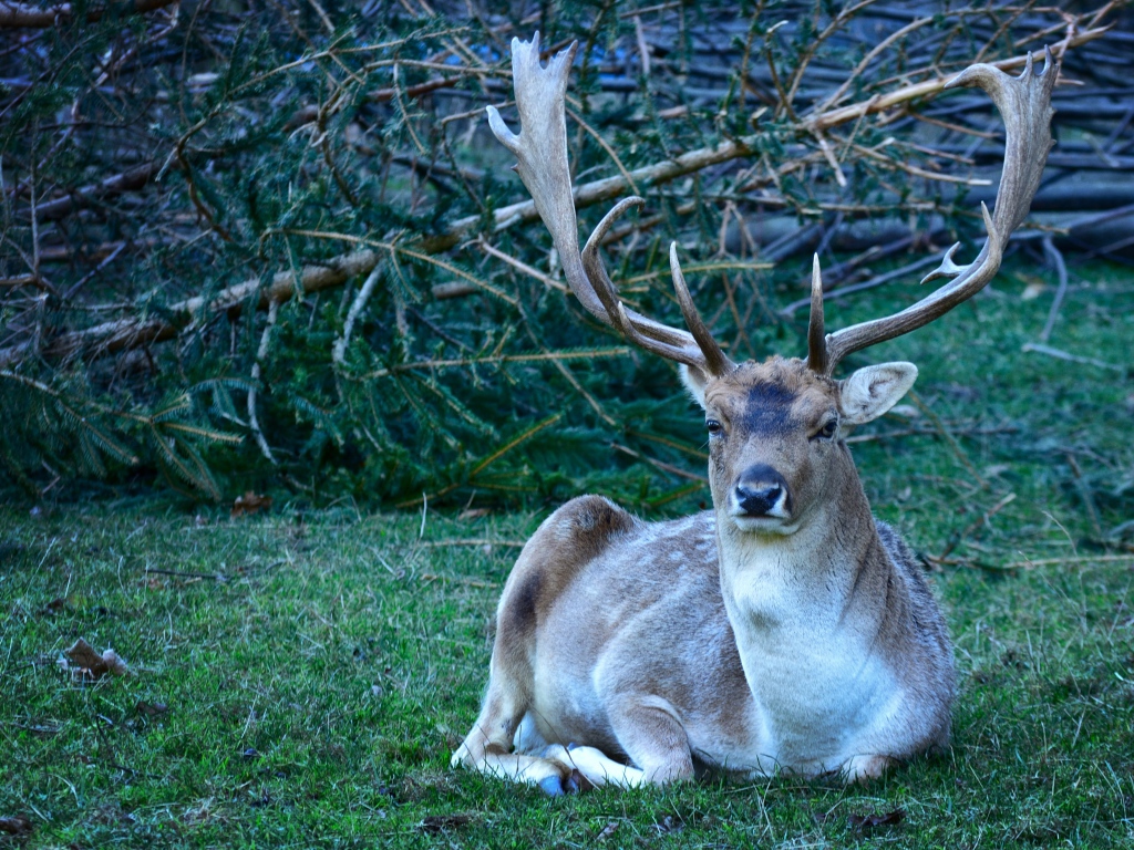 Самец лани с большими рогами