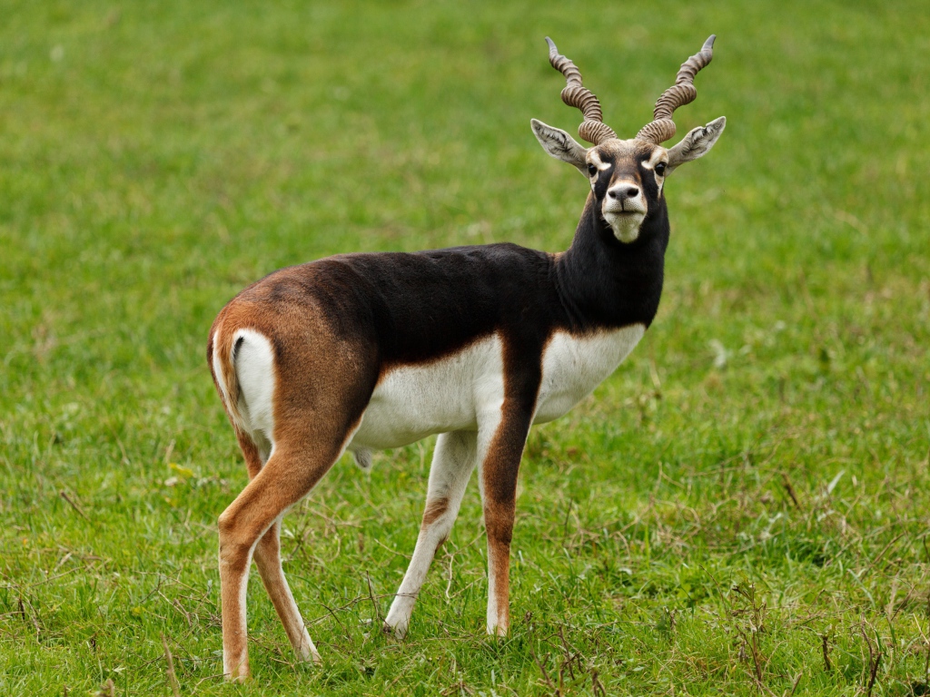 Большая антилопа на зеленой траве