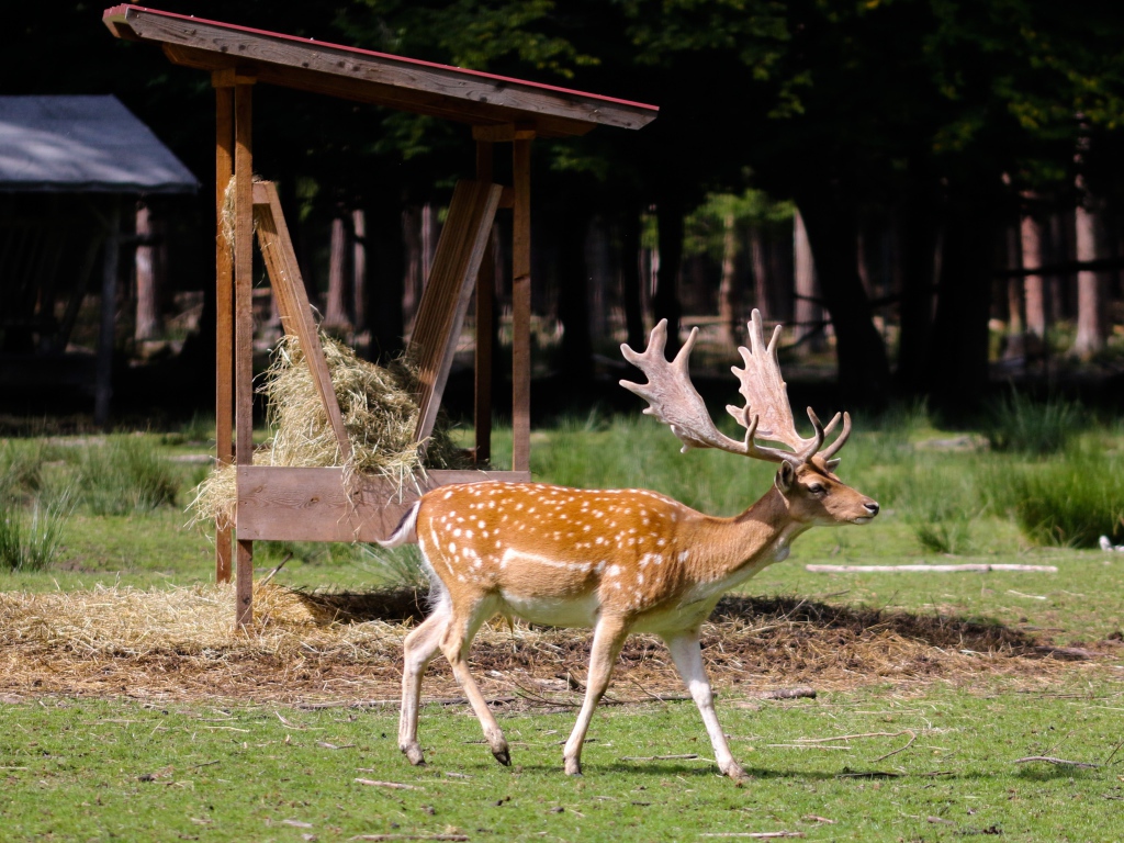 Большой пятнистый олень с большими рогами 