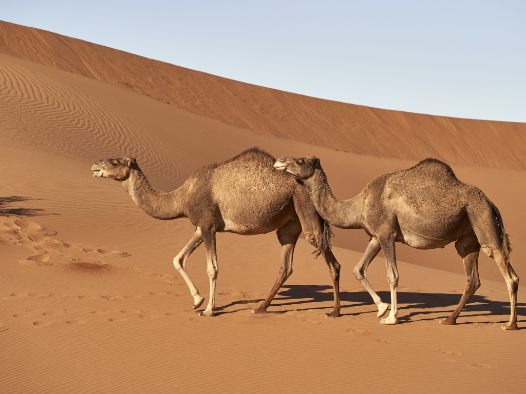 Два верблюда идут по горячей пустыне 