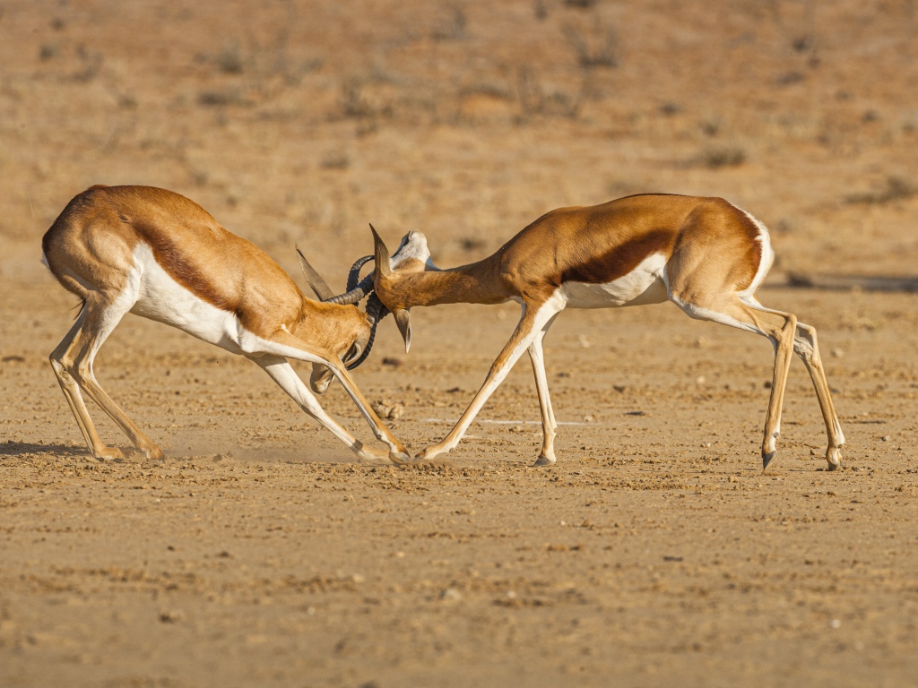 Две газели дерутся в саванне 
