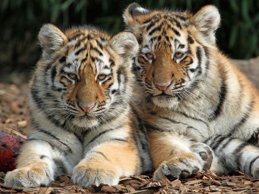 Два маленьких полосатых тигренка лежат на земле