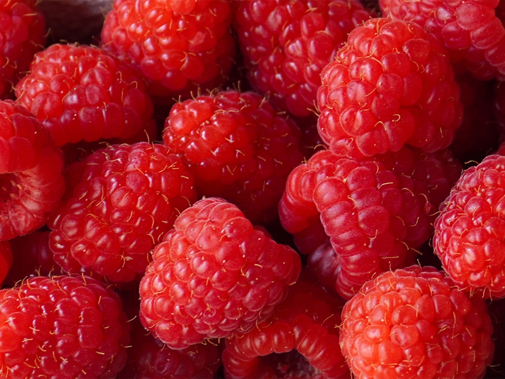 Красные сладкие ягоды малины крупным планом 