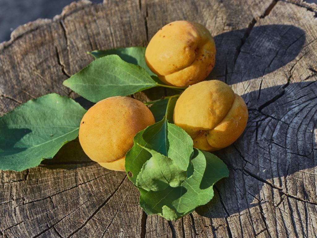 Три желтых абрикоса на деревянном пне