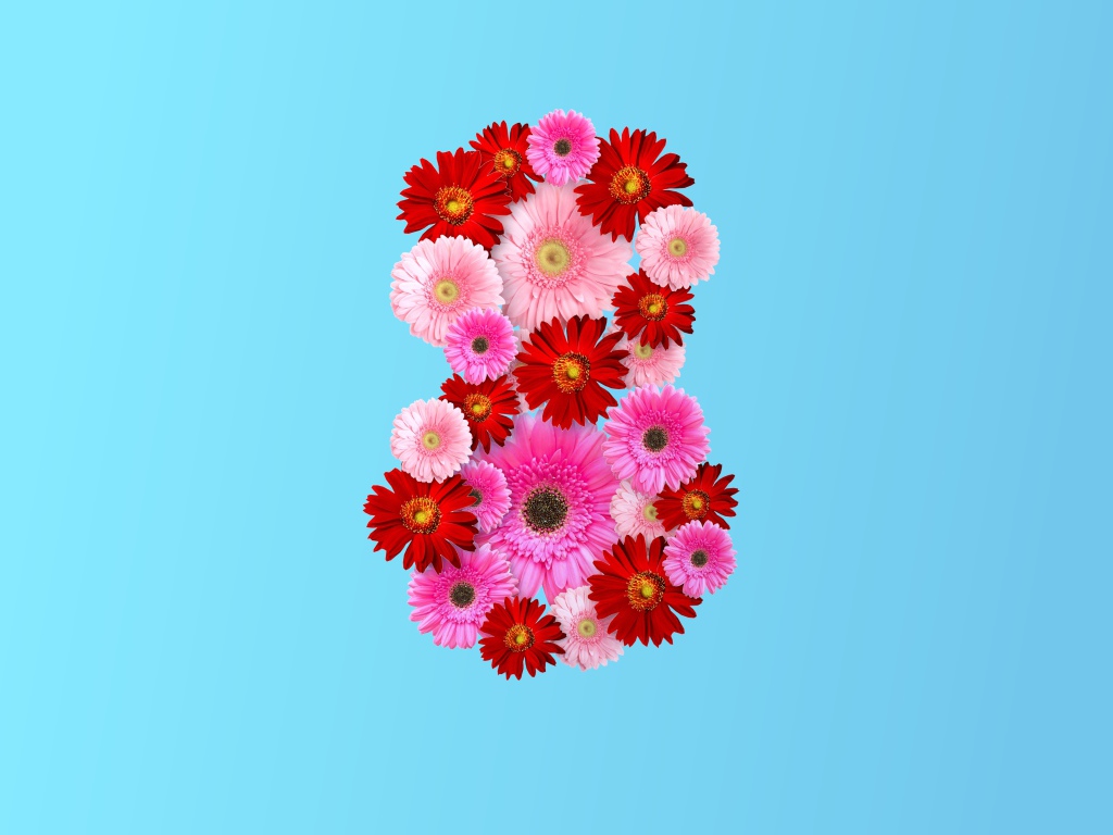 Цифра 8 из цветов герберы на голубом фоне