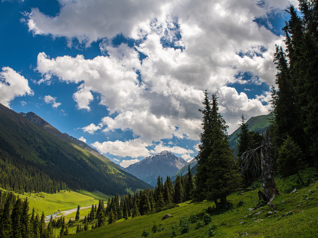 Густые белые облака над покрытыми лесом горами