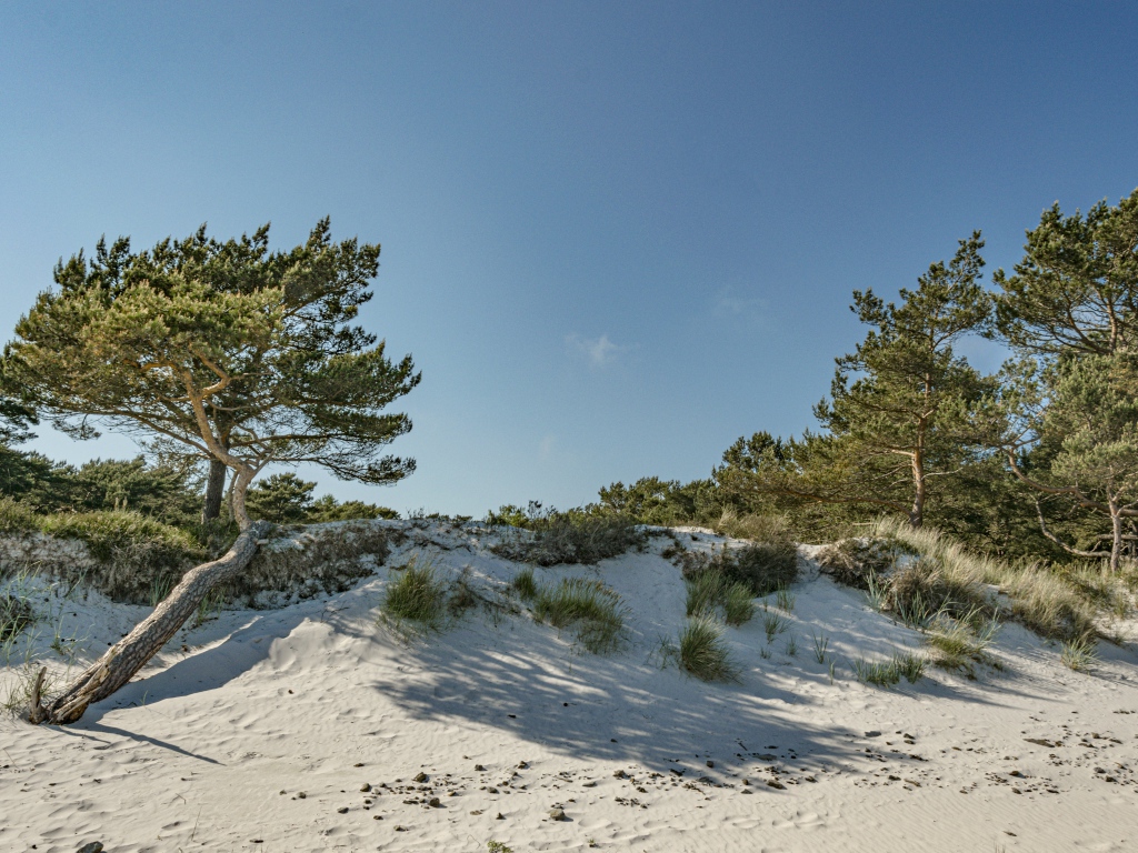 Белый песок с зелеными деревьями на голубом фоне