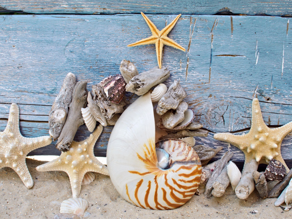 Разные красивые ракушки с морскими звездами на деревянном фоне 