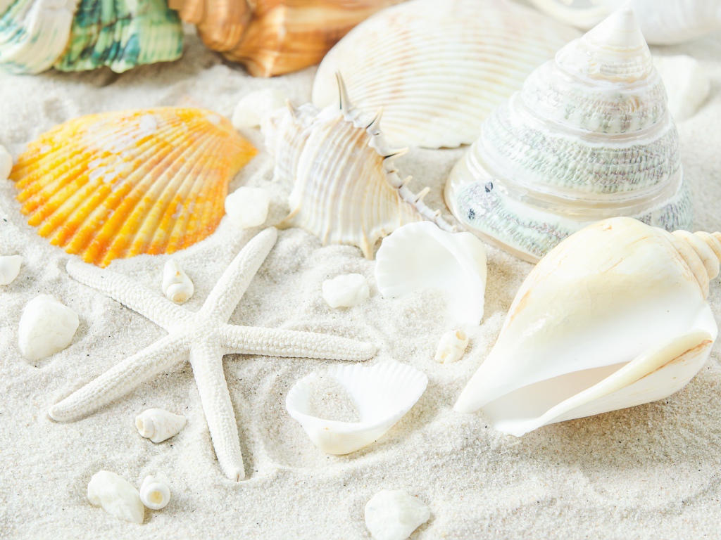 Большие белые ракушки и морская звезда на песке