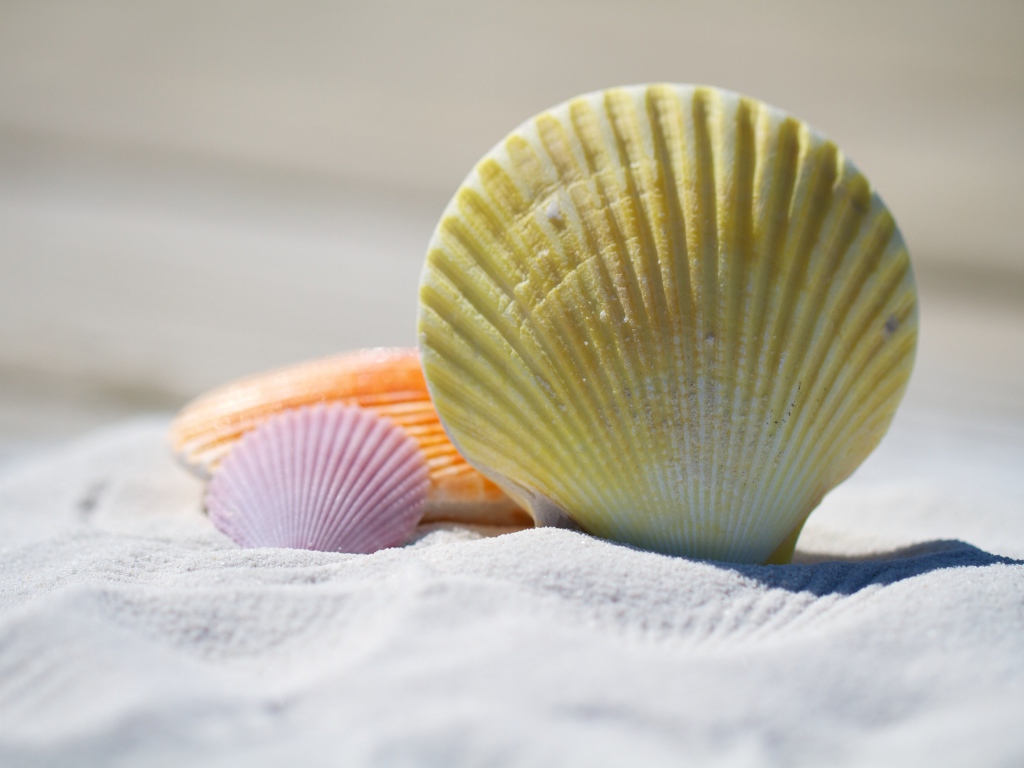 Разноцветные ракушки лежат на белом песке