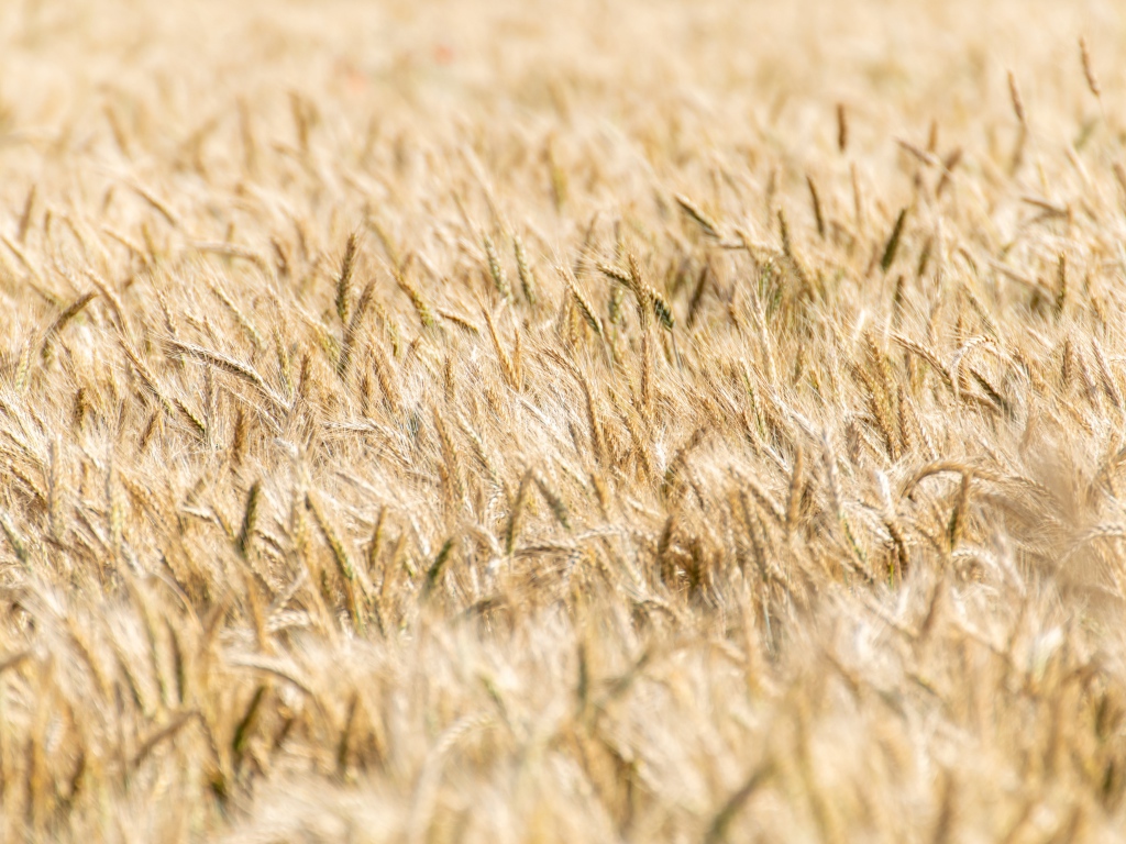 Поле спелой пшеницы осенью