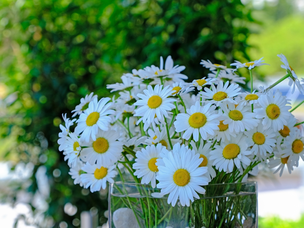 Большой букет белых ромашек в стеклянной вазе на столе 