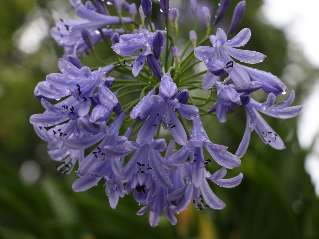 Красивые цветы Агапантус в каплях росы