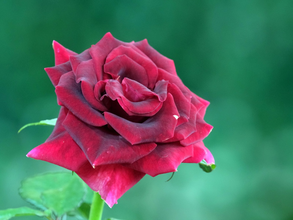 Красивая бордовая роза на зеленом фоне крупным планом