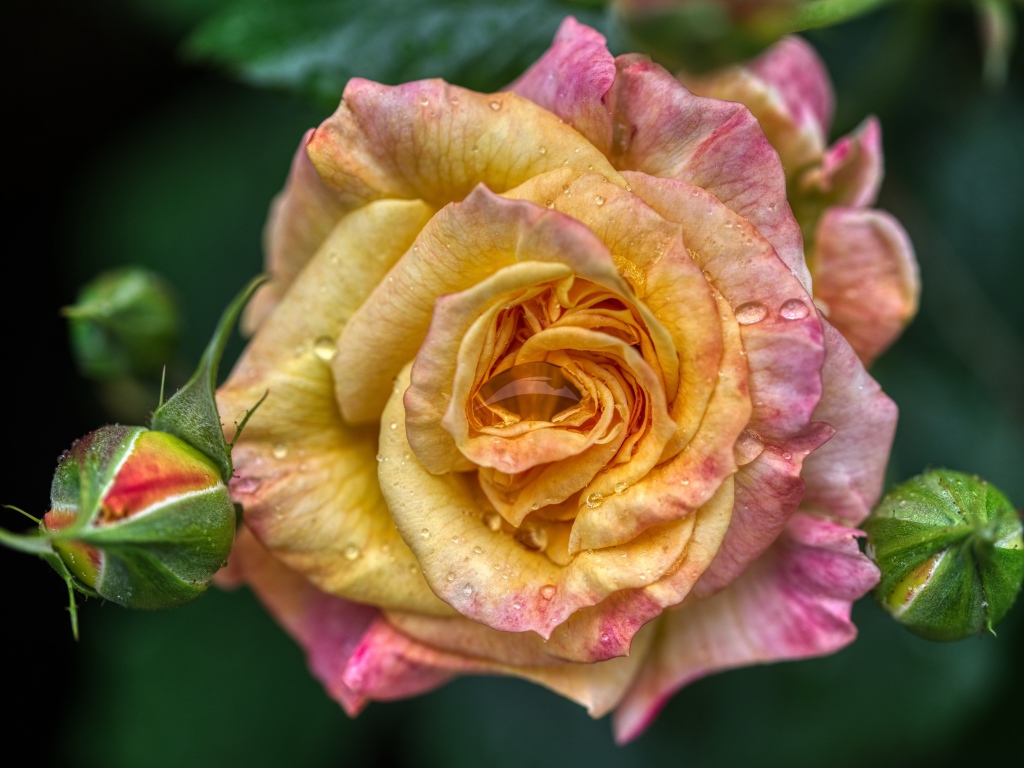 Красивая кремовая роза с бутонами на клумбе