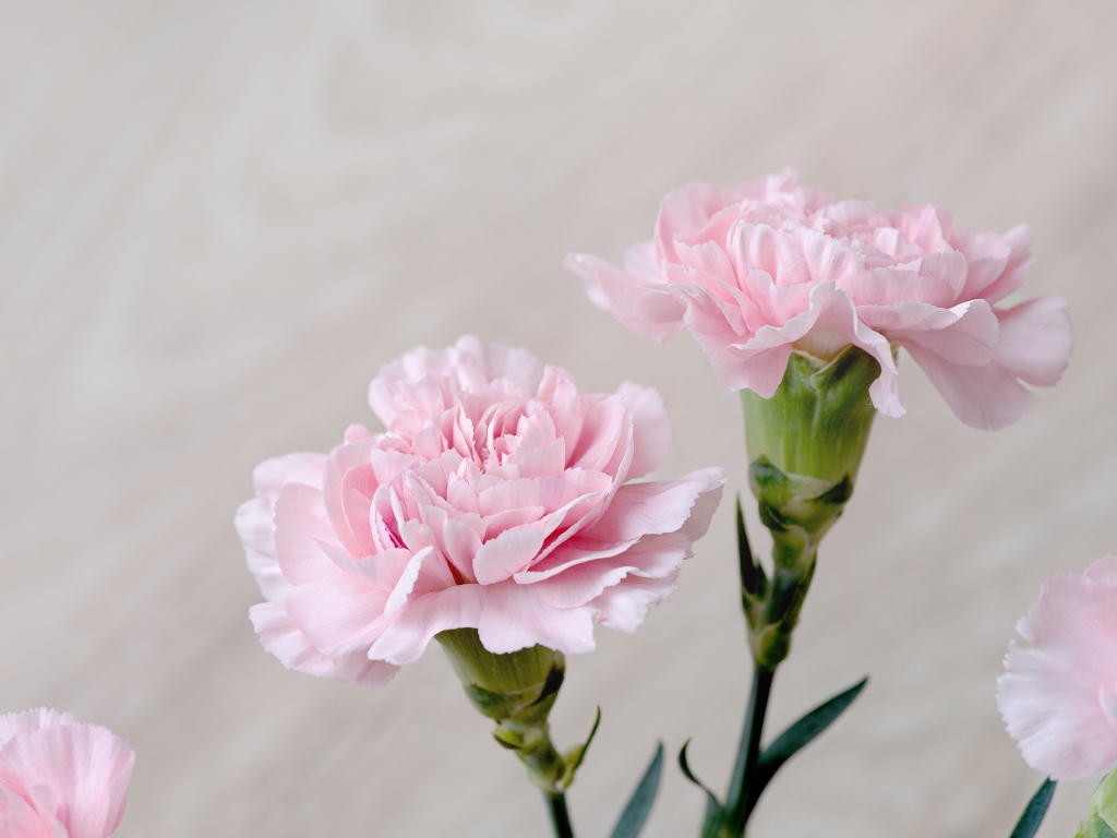 Красивые нежные цветы гвоздики крупным планом