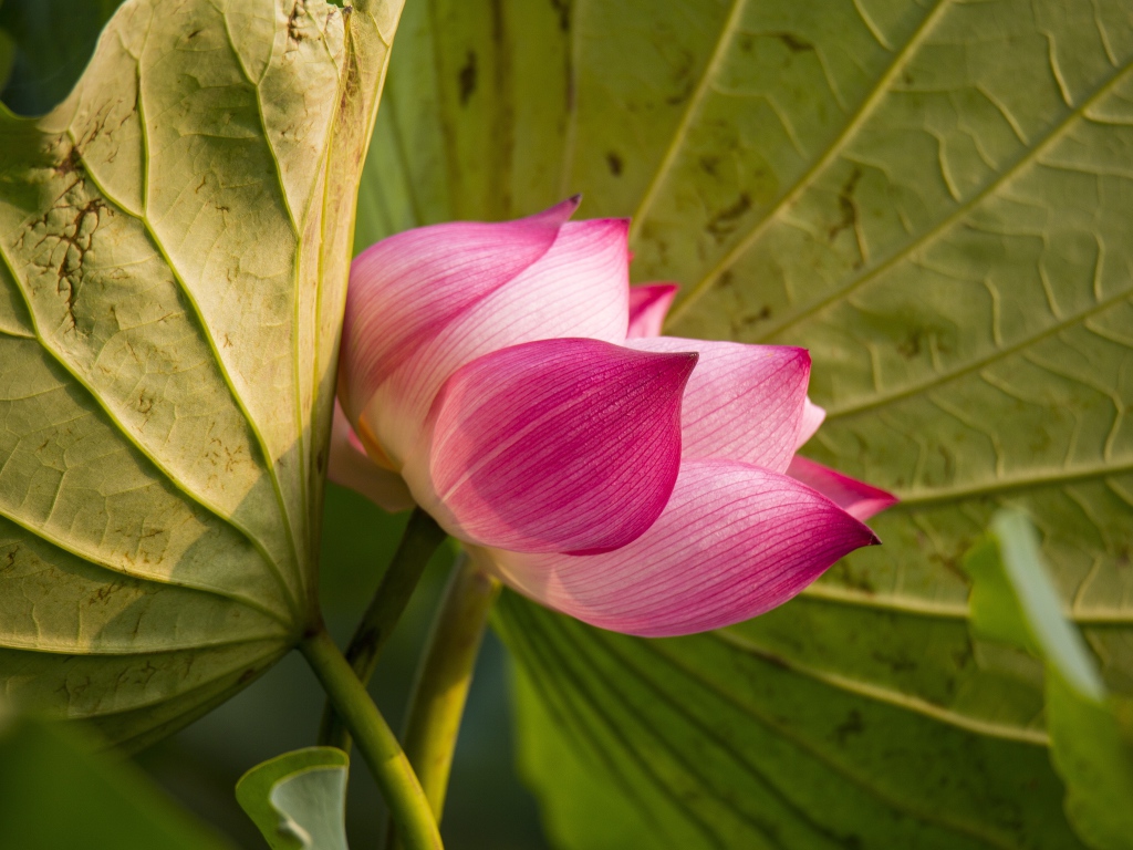 Красивый нежный розовый цветок лотоса в зеленых листьях