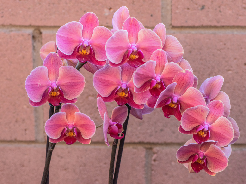 Красивый цветок орхидея с розовыми цветами у стены