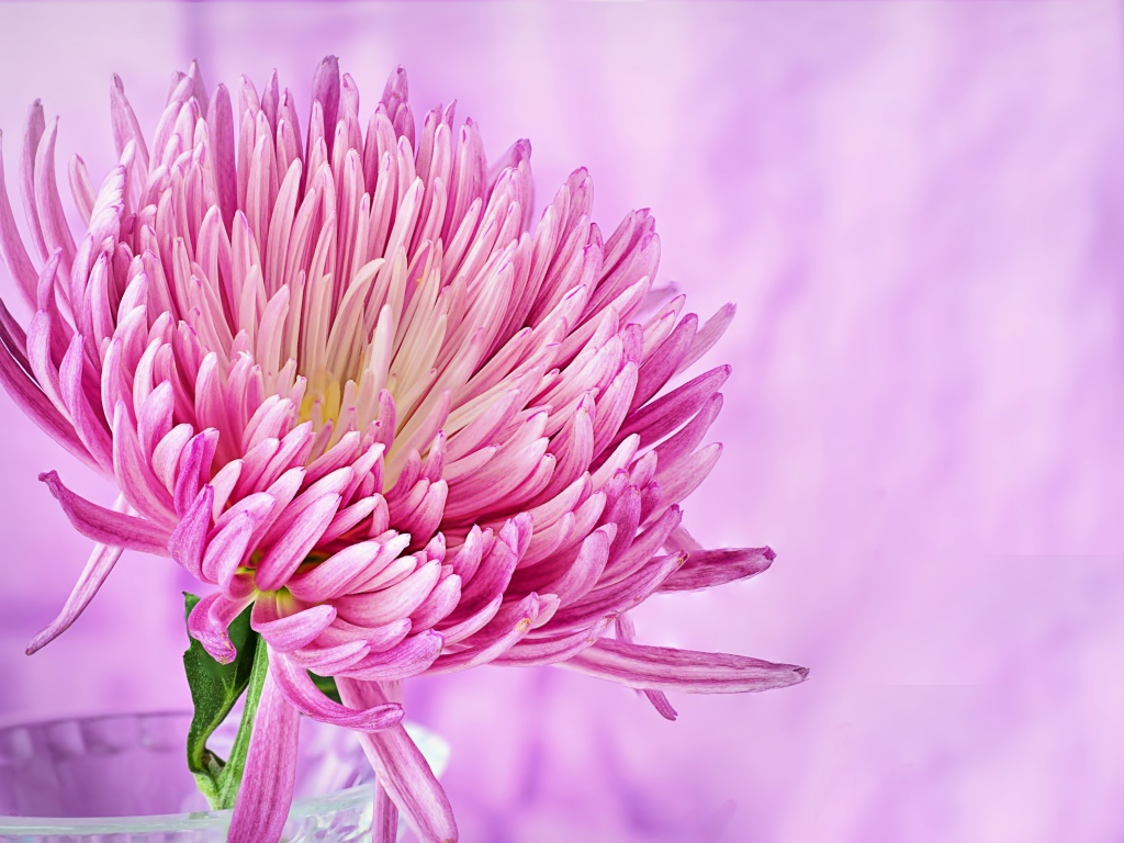 Красивый розовый цветок астры крупным планом