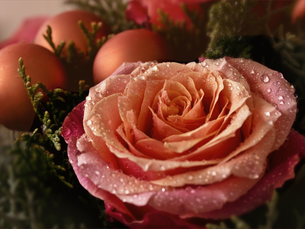 Красивая розовая роза в каплях росы с шарами 