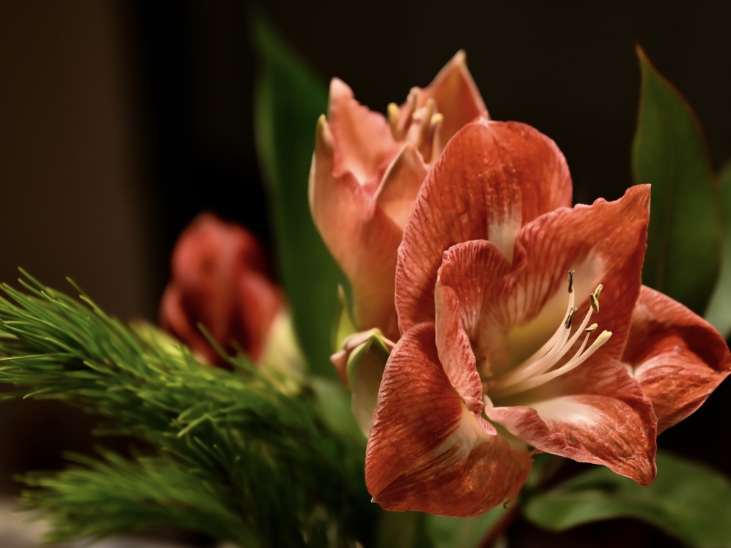 Красивый  красный цветок амариллиса с веткой ели