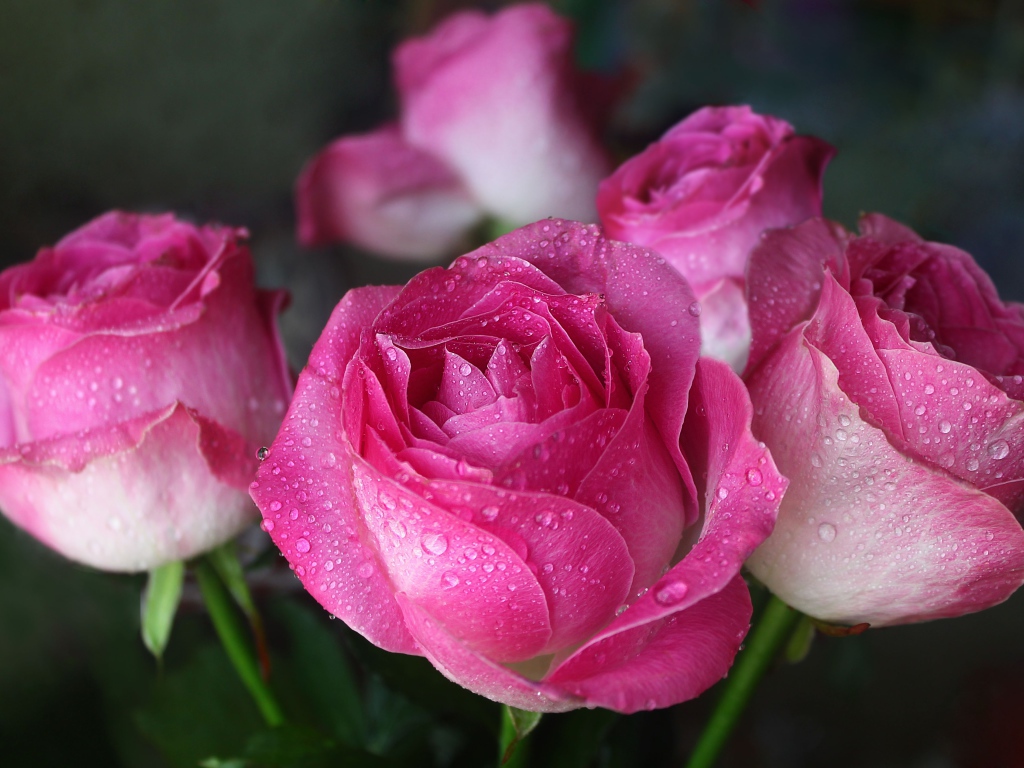 Красивые цветы розы в каплях росы 