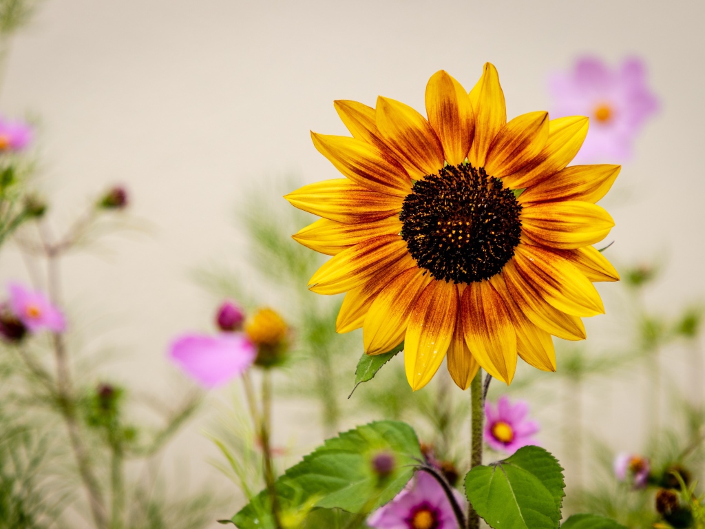 Красивый подсолнух с цветами космеи 