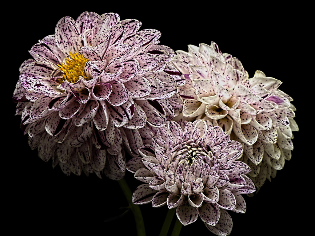 Красивые белые георгины с фиолетовыми брызгами 