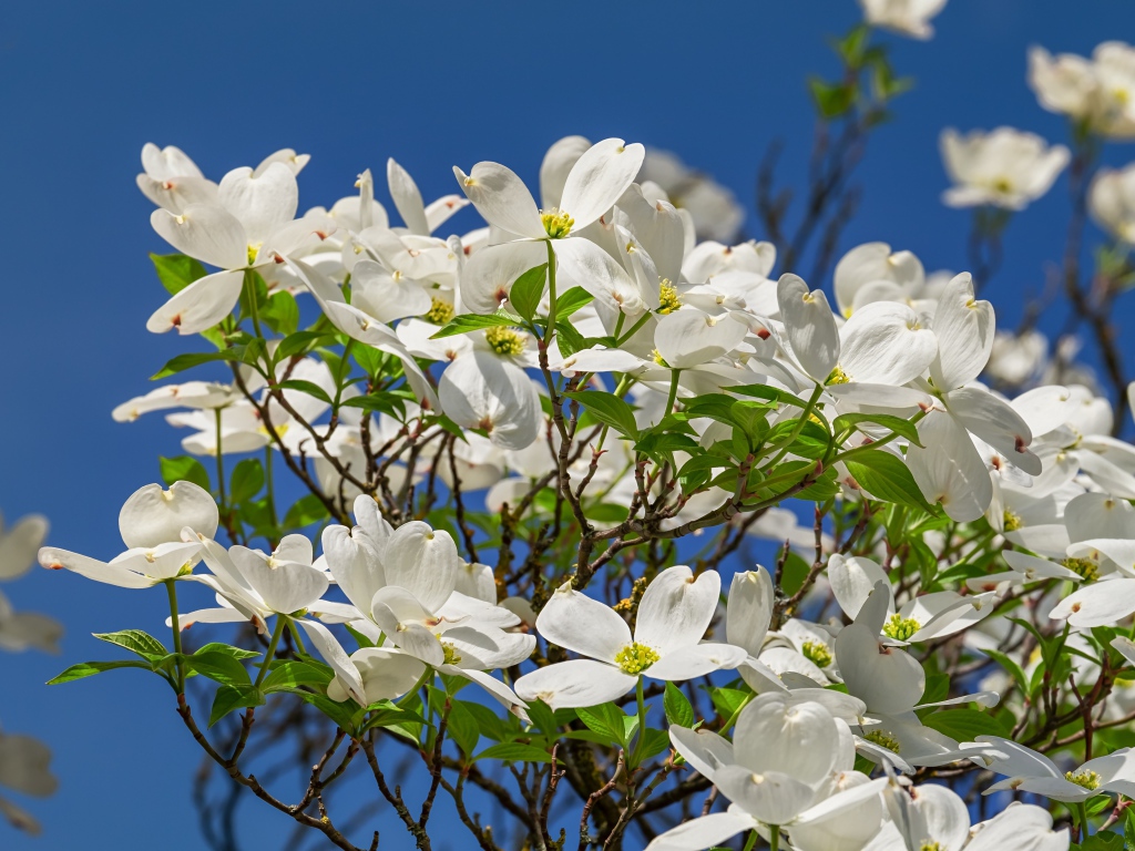 Красивые белые цветы на кусту под голубым небом