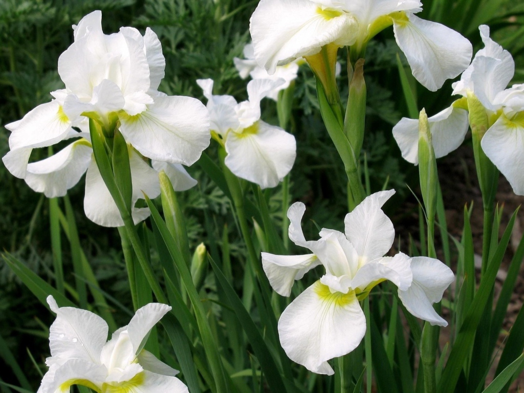 Красивые белые цветы ириса на клумбе