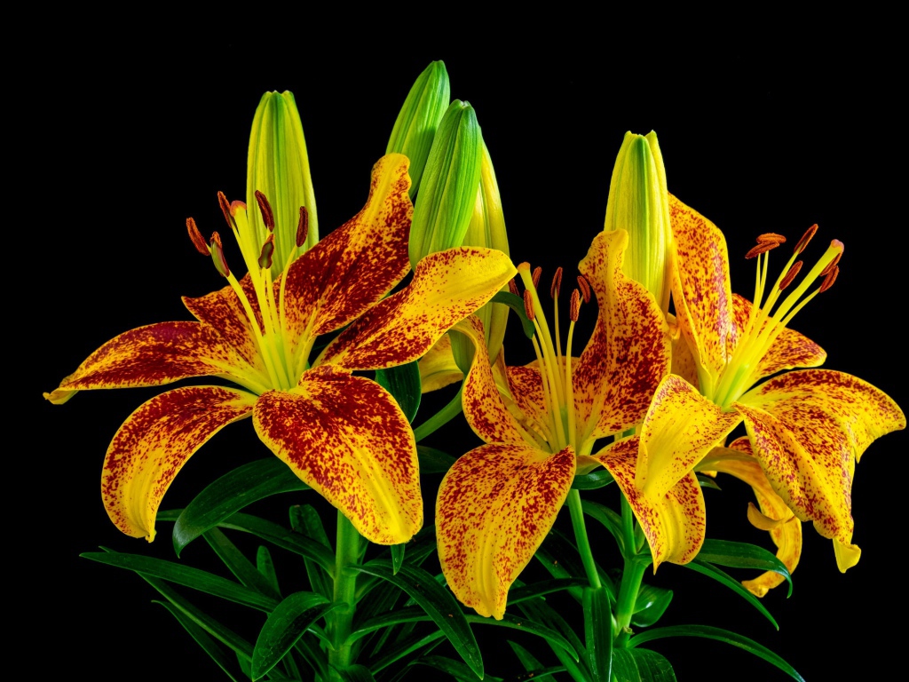 Красивая желтая леопардовая лилия с бутонами на черном фоне 