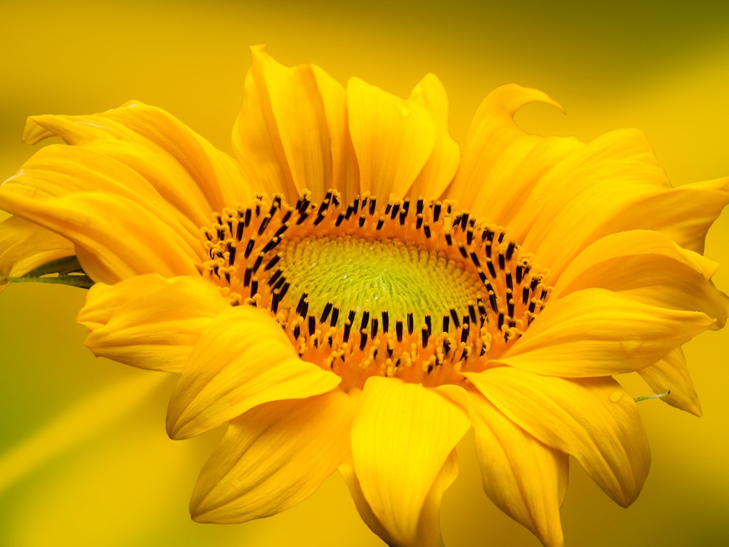 Красивый желтый цветок подсолнуха на желтом фоне