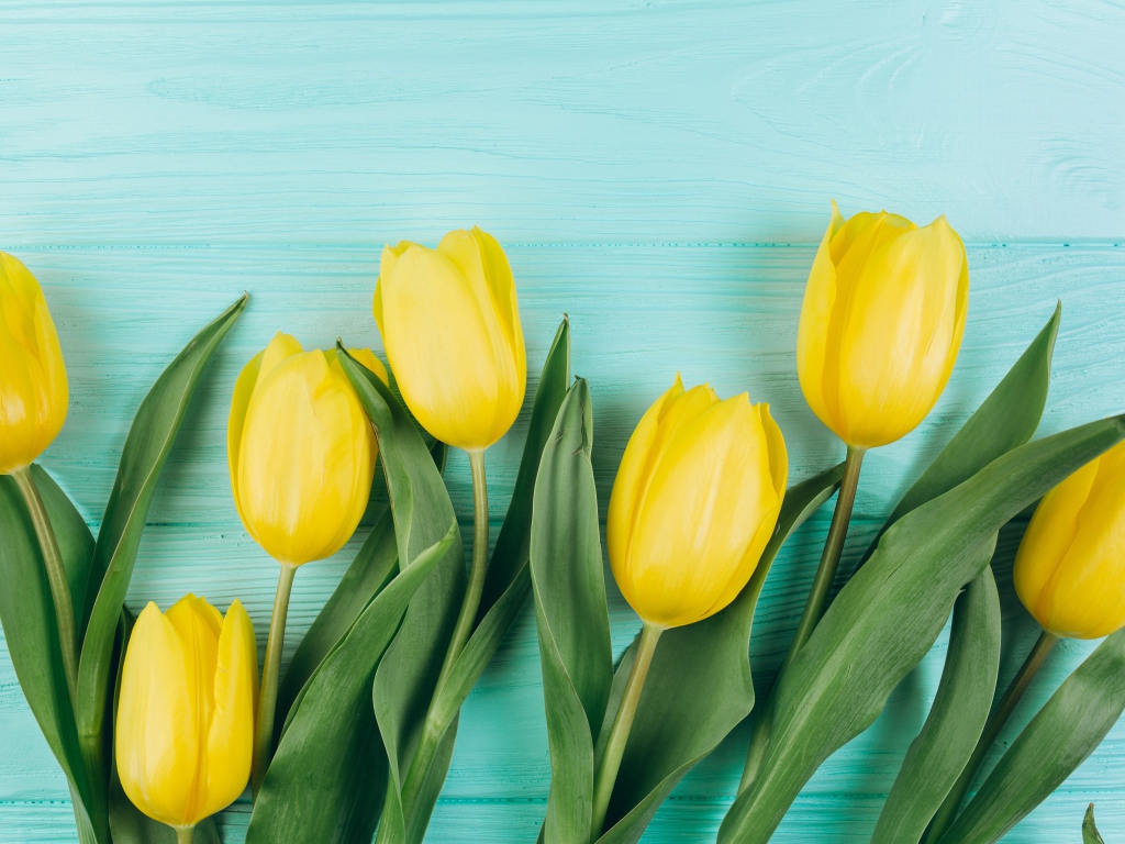 Красивые желтые тюльпаны с зелеными листьями на голубом столе