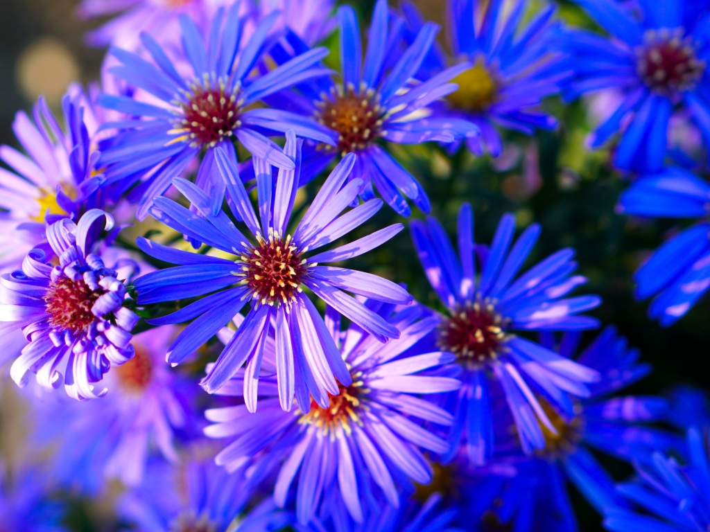 Синие цветы сентябринки крупным планом