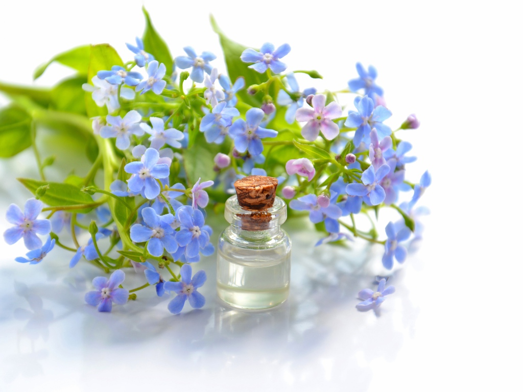 Голубые цветы незабудки на белом фоне с маслом