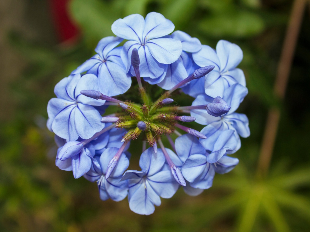 Голубой цветок плюмбаго крупным планом