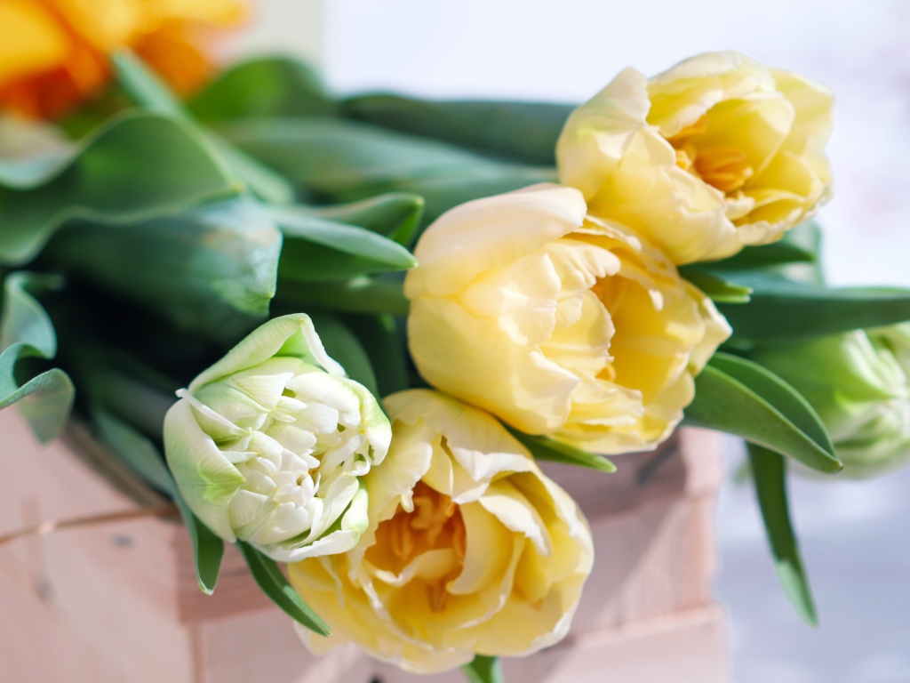 Букет нежных кремовых тюльпанов на столе