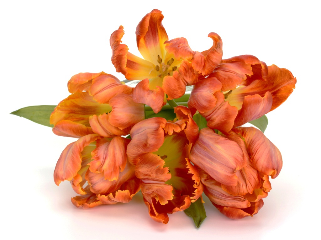 Букет оранжевых тюльпанов на белом фоне