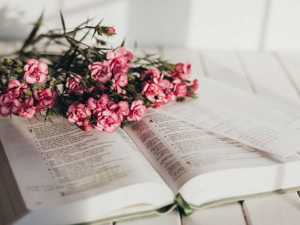 Букет розовых цветов гвоздики лежат на книге
