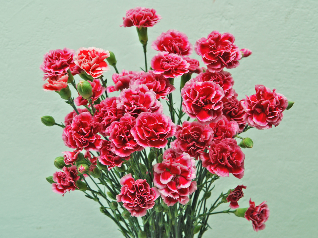 Букет розовых цветов гвоздики на сером фоне