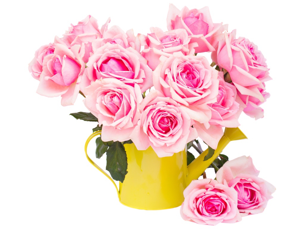 Букет розовых роз в желтой лейке на белом фоне