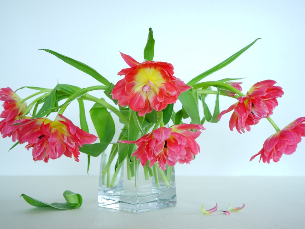 Букет розовых тюльпанов в стеклянной вазе на сером фоне