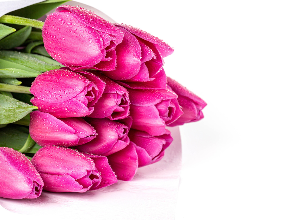 Букет розовых тюльпанов в каплях росы на белом фоне