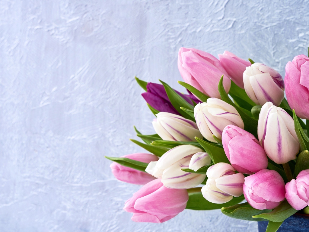 Букет розовых тюльпанов на фоне серой стены