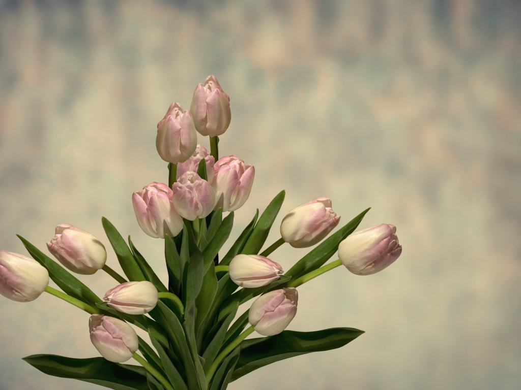 Букет розовых тюльпанов с зелеными листьями на сером фоне 