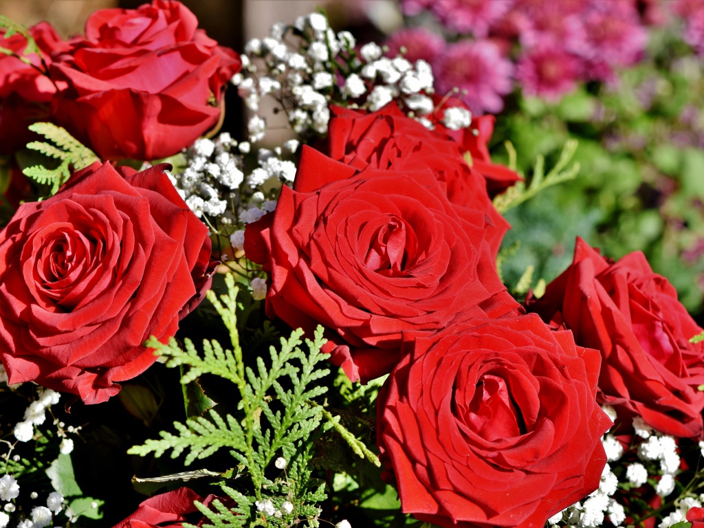 Букет алых роз с цветами гипсофилы 