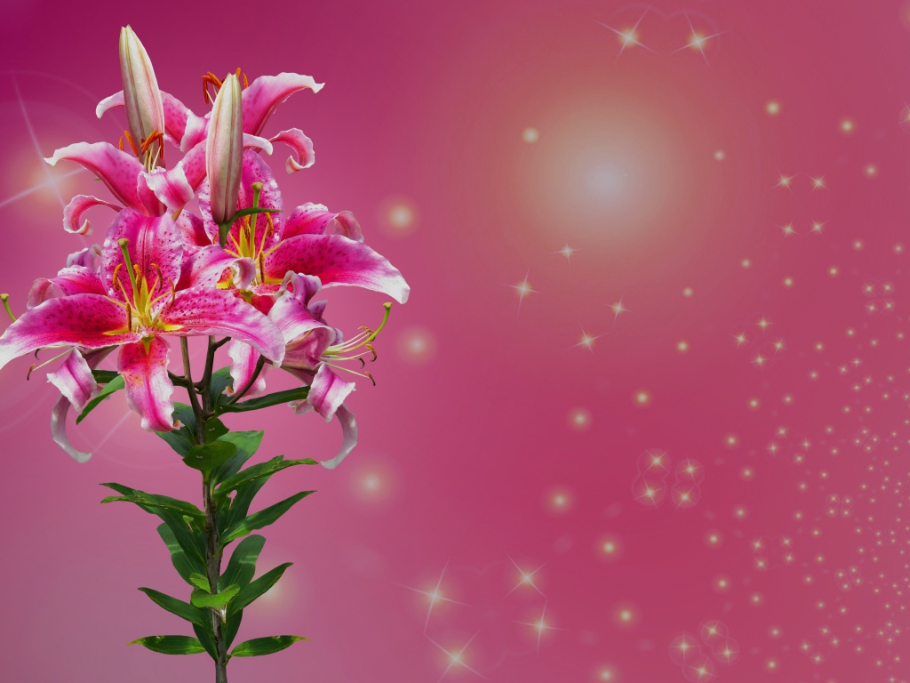 Ветка цветов лилии на розовом фоне 