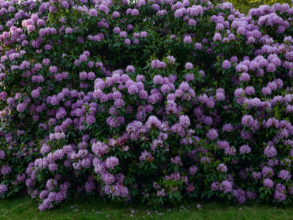 Куст с сиреневыми цветами рододендрона